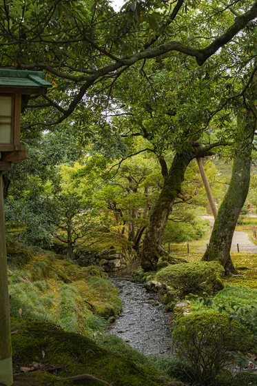 A garden stream under old trees, everything green